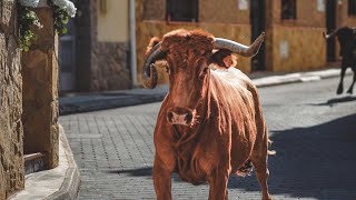 Toros segunda tarde taurina Artesa  Toro de calle [upl. by Bois]