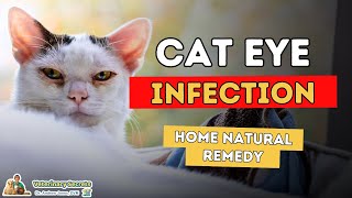 Cat With Infected Eye Best 3 Holistic Remedies [upl. by Iey]