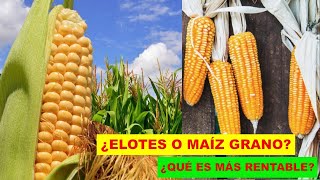 ¿Elotes o maíz grano ¿Qué es más rentable Discovery Mundo maíz [upl. by Enimisaj137]