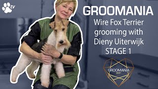 Wire Fox Terrier Grooming with Dieny Uiterwijk  stage 1  Groomania 2021 Grooming Demonstration [upl. by Whitcomb]