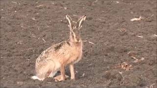 Hare Hunting  Best of [upl. by Nedrud443]