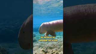 EL DUGONGO  Animales Raros  animalescuriosos animalesraros dugong dugongo [upl. by Pearle]