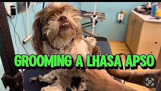 GROOMING A LHASA APSO IN NEED OF A HAIRCUT 🐶😮🤯 [upl. by Carlee]