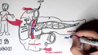 Insulin and Glucagon Overview [upl. by Eenahpets]