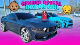 CAR GENDER REVEAL MUSTANG DARK HORSE VS CT5V BLACKWING [upl. by Maggio]