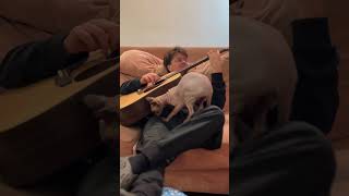 Wrinkle the cat is a big bossa nova guitar fan 🐈‍⬛🎸 bossanova [upl. by Assetnoc222]