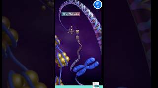 Chromatin Chromosomes and Chromatid Nucleosome and DNA [upl. by Eppillihp]