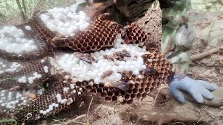 ASIAN KILLER HORNETGIANT WASP NEST DESTRUCTIONMURDER HORNET NEST DESTROYED [upl. by Adnertal]