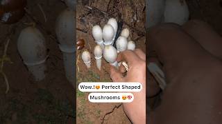 Perfect shaped wild mushrooms 😍🍄 trending youtubeshorts [upl. by Hareema]