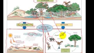 Los ecosistemas y sus componentes  Biología y Geología 1° ESO [upl. by Anyahc732]