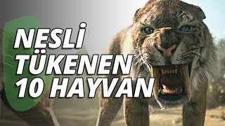 Nesli Tükenen Hayvanlar  En 10 Hayvanlar Listesi [upl. by Mossberg312]