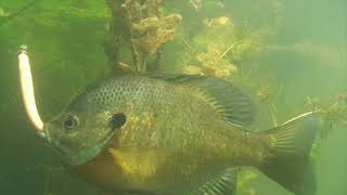 BLUEGILL CRAPPIE PERCH  PUMPKINSEEDS  95 Underwater Footage 4K Video [upl. by Jaehne242]