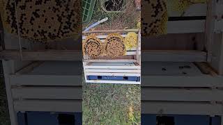 SoCal Bee Removal And Relocation Live Honey Beehive Transfer Into Bee Box In Carlsbad [upl. by Aleron]