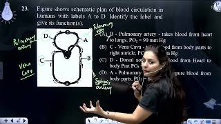 Figure shows schematic plan of blood circulation in humans with labels A to D Identify the labe [upl. by Hildegaard135]