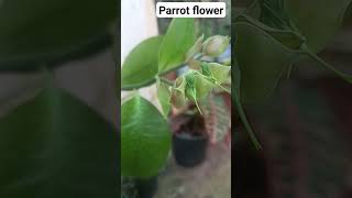 Rare plantunique plantparrot flowerpedilanthus bracteatusgarden [upl. by Rafe]