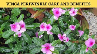 Periwinkle Plant Care and Benefits [upl. by Wyck]