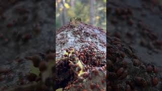 En el otoño 🍂 las catarinas 🐞 van en busca de un refugio para pasar el invierno [upl. by Christi]