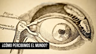 Descubre Cómo Percibimos el Mundo Los Secretos de los Sistemas Sensitivos [upl. by Nathanael]