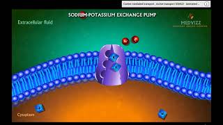 Active Transport Cell Transport Notes [upl. by Averir847]