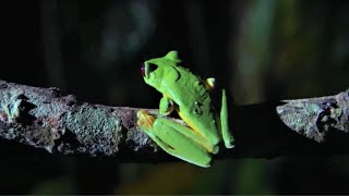 Best Of Frogs  Top 5  BBC Earth [upl. by Nyrhtak]