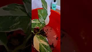 Pest Treatment for Plants  Bubble Bath for Plants 🪴 [upl. by Magnuson]