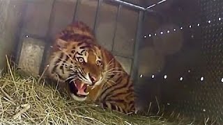 Extremely Rare  Four Siberian Tigers Released Into The Wild [upl. by Olathe]