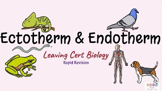 Ectotherm and EndothermBiology BugbearsLeaving Cert BIology [upl. by Aihsar]