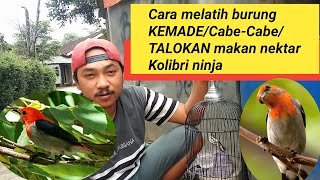 Cara melatih Burung kemade talokan cabecabe makan nektar racikan kolibri ninja [upl. by Eidson619]