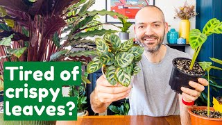 Why Your Calathea’s Leaves Keep Getting Brown Edges  Full Care Guide [upl. by Genevra]