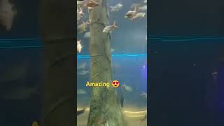 AQUARIA KLCC IN KUALA LUMPUR aquarium aquariaklcc klcc kualalumpur malaysia viral shorts [upl. by Nairadal]