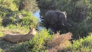 lions attacking by elephant alone in waterhole video [upl. by Regdor]