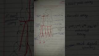 Dorsalis pedis artery 📝 [upl. by Hadsall868]