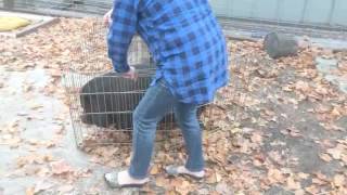 How to easily move a potbellied pig [upl. by Wartow]