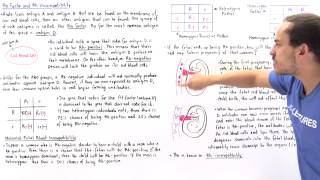 Rh Factor and Rh Incompatibility [upl. by Ahsla]