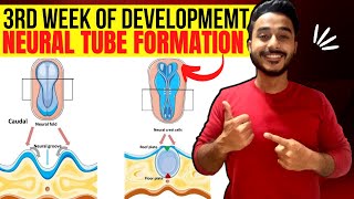 neurulation embryology  neural tube formation embryology  third week of development embryology [upl. by Gnok]