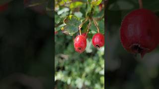 Crataegus laevigata Poir DCflowers [upl. by Lutim389]