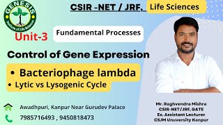 Lytic vs Lysogenic Cycle  Bacteriophage lambda I Control Of Gene Expression L42 [upl. by Ainerbas466]