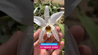 Laelia anceps alba tubular À VENDA [upl. by Bab718]