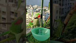 Mashallah beautiful ring neck parrot parrot foryou trendingshorts youtubeshorts [upl. by Worsham]