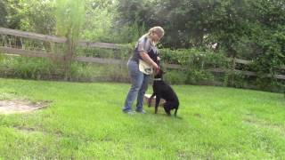 ARC Beaucerons  Puppy Obedience Training [upl. by Crescen273]