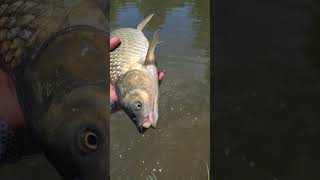 Grass Carp caught on a Bread Fly carpfishing fishing carp grass carp carponfly [upl. by Stoller]