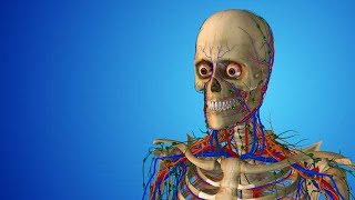 Human Body with Highlighted Nerves and Vessels stock footage  stock video  Cinefootage [upl. by Einalam833]