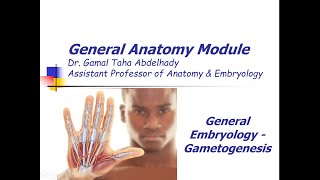 General Embryology – Gametogenesis  Arabic narration [upl. by Gothart]