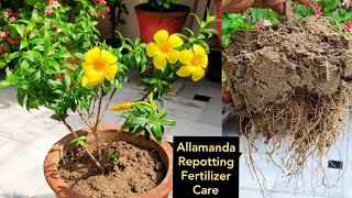 Allamanda plant care n repotting Organic liquid fertilizer monsoon flowering plant [upl. by Ailicec]