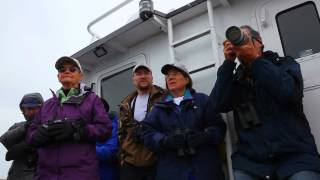 Pelagic birding in the Aleutian Islands 2012 [upl. by Decrem174]