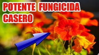 FUNGICIDA CASERO de CAPUCHUNA PROPEDIADES Y BENEFICIOS [upl. by Ayor]