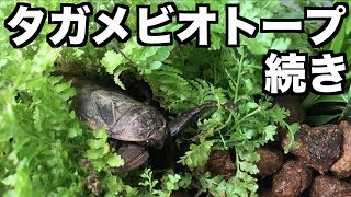 タガメの虫カゴを住みやすくしてみた。【素人DIY】【Lethocerus deyrollei】 [upl. by Zima283]