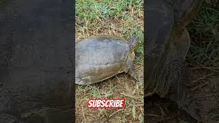 Turtle tortoise goldenturtle turtle greenturtle amazingfacts animals turtleisland fishing [upl. by Encratis]