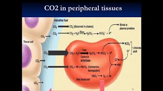 Carbon Dioxide Transportation in Respiratory System  Haldane Effect [upl. by Dukie662]