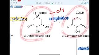 عقاقير shikimic acid pathway شربتته [upl. by Ariel134]